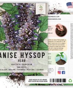 Seed Needs, Anise Hyssop Seeds - 500 Heirloom Seeds for Planting Agastache foeniculum - Medicinal Herb for Tea & Essential Oils, Non-GMO & Open Pollinated (1 Pack) 1 Pack (500 Seeds) 15 81bE0gGEL