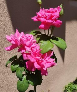 FELCO F-2 068780 Classic Manual Hand Pruner, F 2 38 81bFmLnGB1L