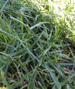 KODAK PIXPRO Astro Zoom AZ421-WH 16MP Digital Camera with 42X Optical Zoom and 3" LCD Screen (White) White Camera Only 49 81bIlqWLyVL