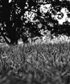 Nikon Coolpix L330 Digital Camera (Black) 17 81bIymon1L