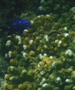 Fujifilm FinePix XP80 Waterproof Digital Camera with 2.7-Inch LCD (Yellow) Yellow 82 81bOkb69r8L