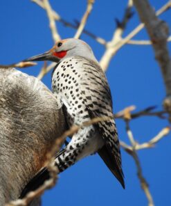 Nikon COOLPIX P900 Digital Camera (Black) 94 81bXIr6B2JL