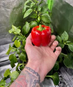 Bell Pepper Seeds for Planting - California Wonder - Heirloom Non-GMO Pepper Seeds for Planting - 100 Seeds - Sweet Pepper Matures from Green to Red by RDR Seeds 27 81bZ56bt3L