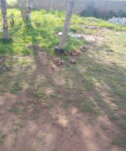 BLACK+DECKER 20V MAX String Trimmer, 2-Speed, 12-Inch, Cordless (LST522) 20V String Trimmer Kit 41 81bZ97rjXL