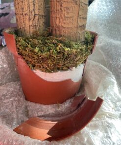 Nearly Natural - 6584 62in. Corn Stalk Dracaena Silk Plant (Real Touch), 24" x 28" x 62", Green artificial plant 52 81bZuABsTgL