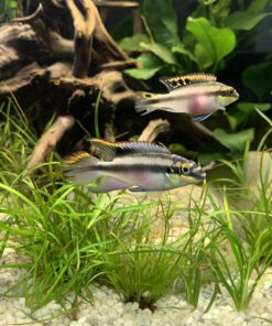 Fluval BioMax Biological Material Remover, 500 g - Biological Filter Media for Aquariums 29 81beXAf7JrL