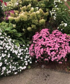 Jack's Classic Blossom Booster 10-30-20 Water Soluble Plant Food for Flowering Plants, 1.5lb 1.5 Pounds 37 81bewLfu5JL