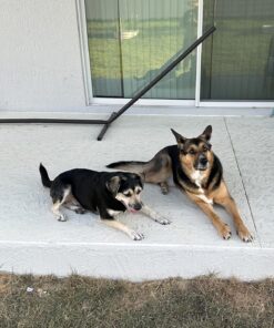 Solid Gold SeaMeal Multivitamin for Cats & Dogs - Kelp Powder Cat & Dog Supplement - Omega 3 & Digestive Enzymes for Skin & Coat, Gut + Immune Support - 1 LB 39 81bfDyiYmUL 1