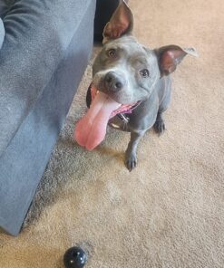 KONG - Extreme Ball - Durable Rubber Dog Toy for Power Chewers, Black - for Medium/Large Dogs 36 81bfRxXTpiL