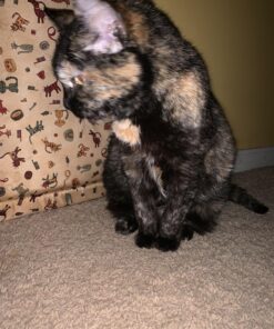 SHEBA PERFECT PORTIONS Paté Adult Wet Cat Food Trays (24 Count, 48 Servings), Savory Chicken and Roasted Turkey Entrée, Easy Peel Twin-Pack Trays 1.32 Ounce (Pack of 24) 39 81bfghXIJwL