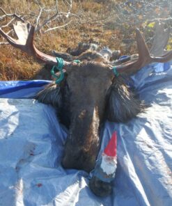 Garden Gnomes Outdoor and Indoor Statue 10'' Weather-Resistant Lawn Gnome With Red Hat and Adorable beard, Adds Whimsical Charm to Your Garden Gnomes Decorations for Yard. 10 in 34 81bjHMJqaL