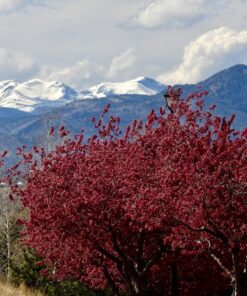 Nikon COOLPIX P900 Digital Camera (Black) 95 81bjWcDkFL