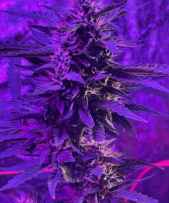 Humboldts Secret Set of A & B Liquid Hydroponics Fertilizer - World's Best Nutrient System – Hydroponic Nutrients for Outdoor, Indoor Plants – Supports Vegetative and Flowering Stages of Plants 32 Ounce 32 81bjrevj1dL