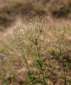 Tamron AFA012N700 SP 15-30mm f/2.8 Di VC USD Wide-Angle Lens for Nikon F(FX) Cameras Black 68 81bl1kSyv2L