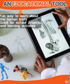 UpBrands Halloween Party Favors for Kids Stretchy Skeleton Bulk Set, 12 Glitter Colors, Kit for Birthday's, Goodie Bags, Easter Egg Basket, Pinata Filler, Small Toys Classroom Prizes (24 Pack) 24 Pack 17 81buYy0Jc L