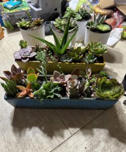 FATPLANTS 10 Living Succulent Cuttings 47 81bzTR8D6iL