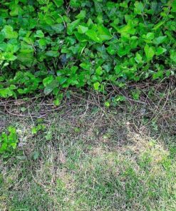 Sun Joe MJ401E 14-Inch 12-Amp Electric Lawn Mower w/Collapsible Handle for Storage, 3-Position Height Control, 10.6-Gallon Bag, Green Original Version 50 81c LxKxmOL