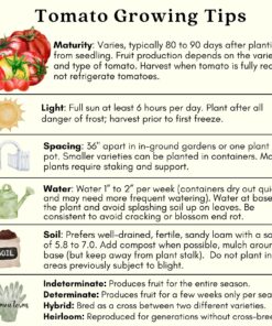 Clovers Garden Big Rainbow Tomato Plant – Two (2) Live Plants – Not Seeds –Each 5" to 7" Tall- in 3.5 Inch Pots 13 81c5qDszJ5L