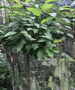 NAVAdeal 2 Pack Silver Highly Reflective Mylar Films, 82x 47Inch, Metallized Foil Covering Sheet, Garden Greenhouse Farming, Increase Plant Growth Save Power, Reduce Uneven Heat Environment Safe Pack of 2 29 81cAiWUm5FS