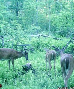 Antler King No Sweat No Till Plot Mix 29 81cBfeQeWvL
