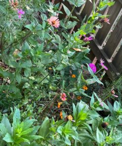 Monarch Butterfly Rescue Wildflower Seed Packet Bulk Open-Pollinated Wildflower, No Fillers, Annuals, Perennials and Milkweed Seeds for Monarch Butterfly1oz 68 81cCK6OnwwL