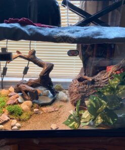 Zoo Med Repticare Rock Heater 1 Count (Pack of 1) 13 81cCKuOLISL