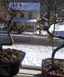 9GreenBox Chinese Elm Bonsai Tree Style 8 59 81cKedljQiL