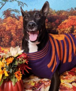 Wild Alaskan Salmon Oil for Dogs & Cats - Omega 3 Skin & Coat Support - Liquid Food Supplement for Pets - Natural EPA + DHA Fatty Acids for Joint Function, Immune & Heart Health, 32 Fl Oz 32 Fl Oz (Pack of 1) 29 81cLNZ99kL