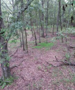 Antler King No Sweat No Till Plot Mix 26 81cNkEz5brL