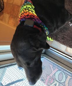 Whistle 3 / GPS Pet Tracker & Activity Monitor / Grey 43 81cPgofmVUL