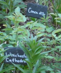 GardenMate 10-Pack Natural Style Slate Plant Labels (4"x 2 3/4") Hanging from a Stainless Steel Metal Rod (22") 10-Pack 4"x 2 3/4" Labels with 22" Metal Rod 33 81cUY y0ErL