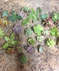 Succulent Rosette Cutting Pack- Brighten Up Your Garden with A Wide Variety of Healthy Rosette Succulent Plants Ready to Be Rooted by Jiimz (25 Pack) 25 Pack 18 81cYY8qJLSL