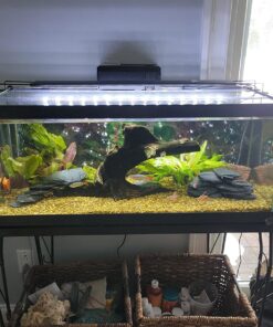 Tetra Whisper Power Filter for Aquariums, 3 Filters in 1, Up to 40-Gallons 32 81ci5 NvfZL