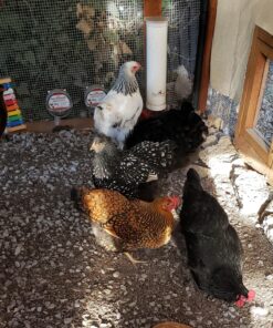 Little Giant® Hangable Poultry Waterer| Galvanized Round Hanging Poultry Waterer | Hanging Chicken Waterer | Chicken Canteen 12 81cm4TQPkeL