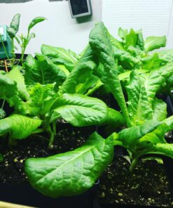 7 Varieties of Leafy Power Green Organic Seeds, Non-GMO Seeds for Planting, Heirloom Seeds - Spinach Seeds, Arugula, Kale, Lolla Rossa Lettuce Seeds, Buttercrunch, Gourmet Mix Lettuce, Swiss Chard 56 81cmejwIGLL