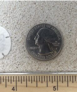 Tumbler Home Sand Dollars 50pcs - Under 1" Inch - Small Natural White Sand Dollar - Sea Shell for Crafts - Wedding Shells - Bulk Sand Dollars 23 81coiobfWdL