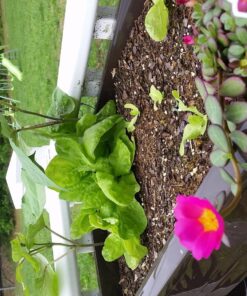 Adams Manufacturing 9303-60-3700 36-Inch Deluxe Garden Planter, Earth Brown 31 81cs3BOE28L