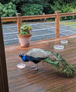 Manna Pro Gamebird Showbird Crumbles|Formulated for birds with Vitamins & Minerals|5 Pounds 5 Pound (Pack of 1) 43 81cuc7zWEL 2