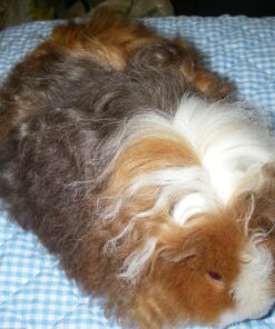 Purina Yesterday's News Non Clumping Paper Cat Litter, Unscented Low Tracking Cat Litter - 30 lb. Bag Original Texture 36 81cwOIG4JuL