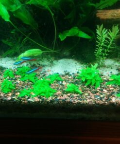 Staurogyne Repens Tissue Cultured - Foreground Aquarium Plant 50 81d0Ij6xGJL