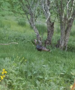 Primos Hunting PS222 The Gobbler Turkey Shaker Call, Black 13 81d24 jbz0L