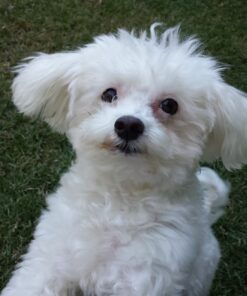 ANGELS' EYES PLUS Tear Stain Prevention Beef Powder for Dogs | All Breeds | No Wheat No Corn | Daily Support for Eye Health | Proprietary Formula |Limited Ingredients | Net Content 75g 21 81d7h5o8eL