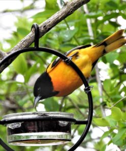 Mosaic Birds Hummble Basic Bird Feeder, M045-200, 3.4 Ounce Capacity, Clear, 1 Piece 44 81dAiwZDN5L