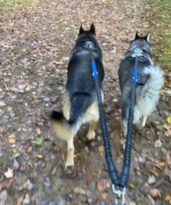 Pet Fit For Life 64" Premium Two Dog Leash: Premium Double Leash for Dogs, Provides Control and Comfort - Durable Foam Rubber Handle, Shock Absorbing Cord - Includes Bonus Collapsible Water Bowl Large 32 81dBJ0Pd2L