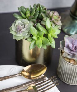 Succulents Plants Live (20PK) Potted Succulent Plants Live House Plants, Cactus Plants Live Plants Indoor Plants Live Houseplants, Indoor Plant Succulents Live Plant House Plant by Plants for Pets 20-PACK 40 81dEcGey7DL