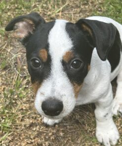 Advantage II Small Dog Vet-Recommended Flea Treatment & Prevention | Dogs 3-10 lbs. | 6-Month Supply 21 81dKErWjZfL