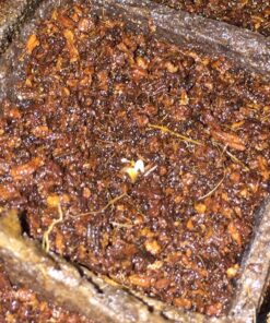 Outtled Diateklity 12W Hydroponic LED Plant Grow Light with E27 Socket 26 81dOanZjsoL