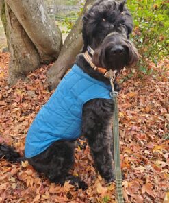 Kurgo Loft Dog Jacket, Reversible Dog Coat, Wear with Harness or Sweater, Water Resistant, Reflective, Winter Coat For Large Dogs (Coastal Blue, L) Coastal Blue/Orange 44 81dTtfWuVGL