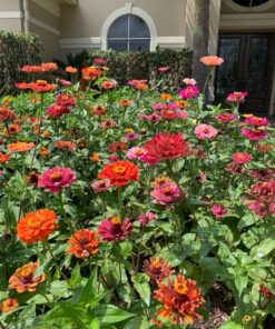 Southern Ag - Liquid Copper Fungicide - Fungicide, 16oz 11 81dUF3C waL