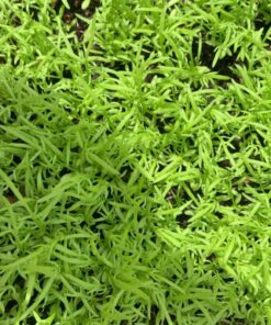 12 Culinary Herb Seeds Assortment - Non-GMO Herb Garden Starter Set - Grow Cooking Herbs: Parsley, Thyme, Cilantro, Basil, Dill, Oregano, Sage & More 54 81dWS1diKqL 3